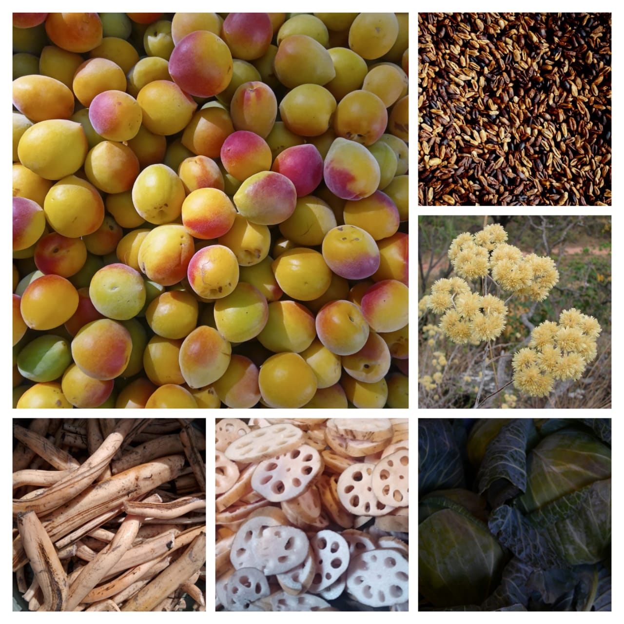 productos-de-elaboracion